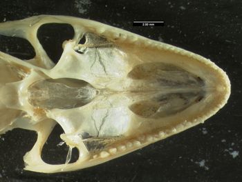 Media type: image;   Herpetology R-134022